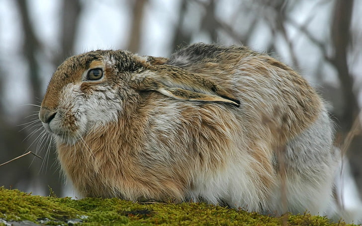 brown and gray hare, rabbit, hare, fluffy, ears, HD wallpaper