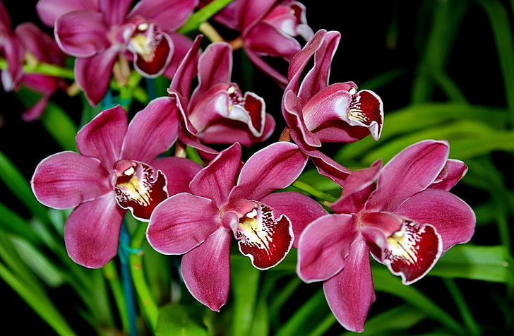 pink and white flowers, orchids, flowers, exotic, greens, HD wallpaper