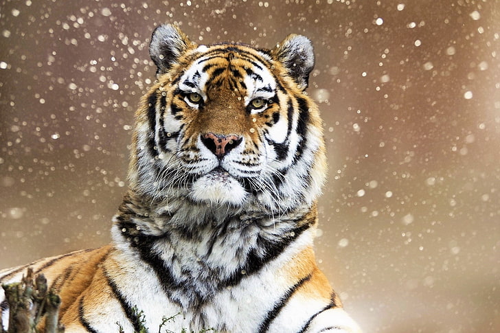 Кошки, Тигр, Животные, Большая кошка, Сибирский тигр, Снегопад, Дикая природа, Зима, Хищник (Животные), HD обои