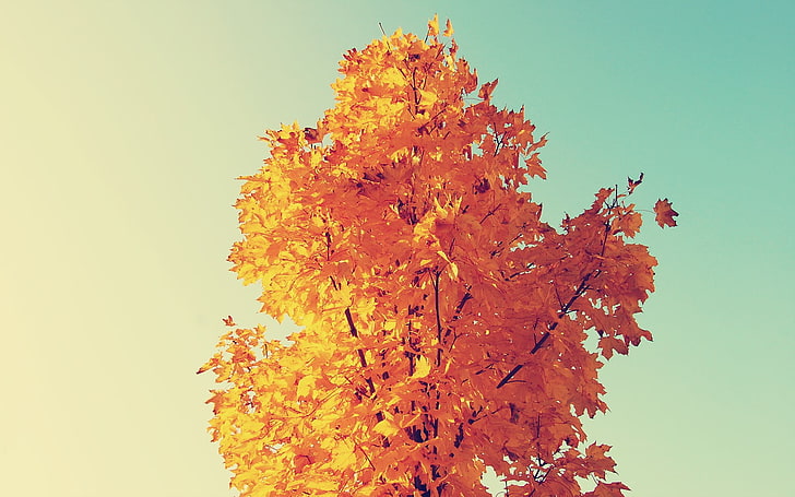 الشجرة البنية ، الشجرة المورقة الصفراء ، أوراق القيقب ، الطبيعة ، الخريف ، الأشجار ، السماء ، النباتات، خلفية HD