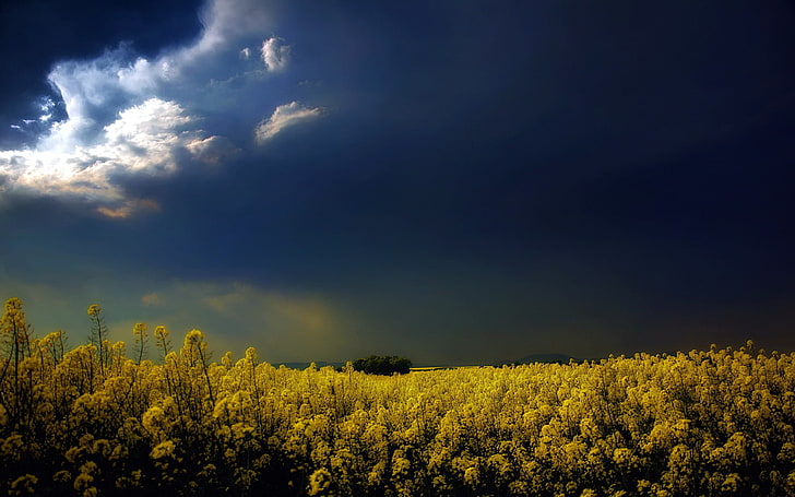 желтые цветы, цветы, рапс, облака, пейзаж, HD обои
