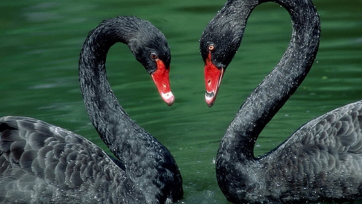 Schönes Paar Black Swans Desktop Wallpaper Hd für Handys und Laptops, HD-Hintergrundbild