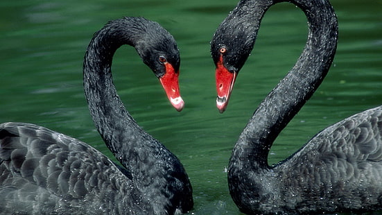 Schönes Paar Black Swans Desktop Wallpaper Hd für Handys und Laptops, HD-Hintergrundbild HD wallpaper