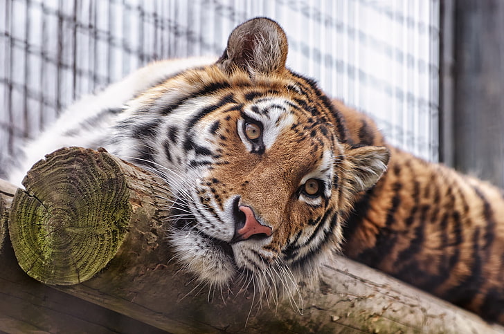 Almaty zoo, Sumatran tiger, Kazakhstan, HD wallpaper