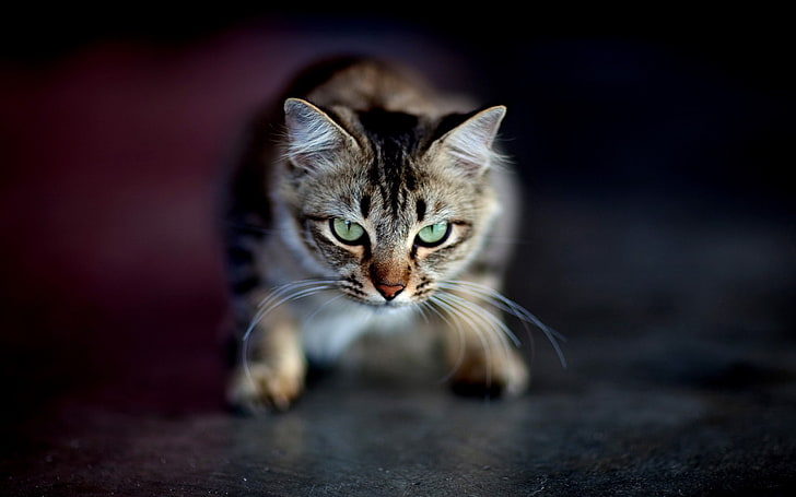 chat tigré marron, chat, museau, agressivité, ombre, oeil, Fond d'écran HD