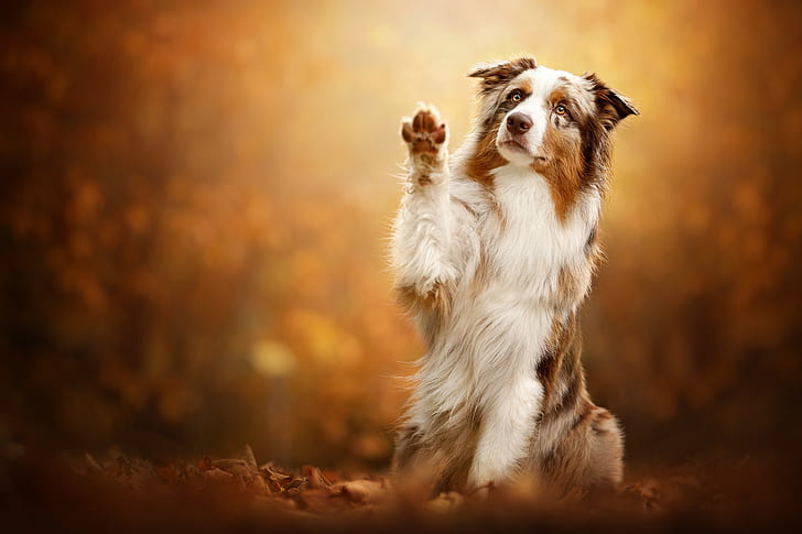 autumn, leaves, pose, background, paw, dog, Australian shepherd, Aussie, HD wallpaper