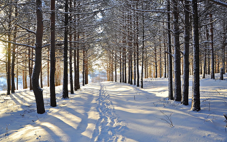 Winter, snow, trees, forest, road, Winter, Snow, Trees, Forest, Road, HD wallpaper