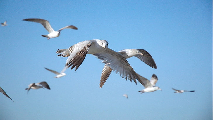 flock of seagulls, falcon, flying, sky, swing, HD wallpaper