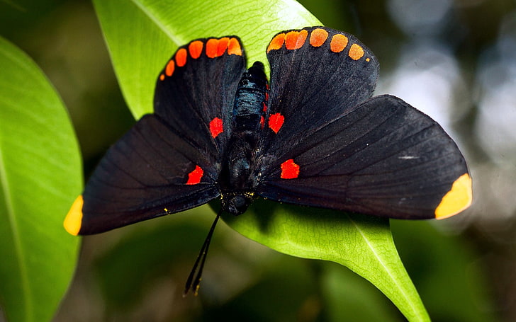 black and orange butterfly, butterfly, wings, patterns, circles, dark, leaves, HD wallpaper