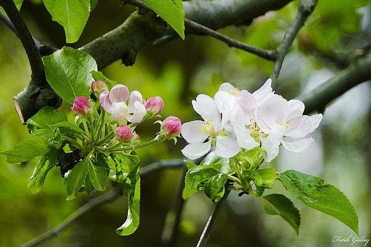 primavera, flores, blanco, verde, bokeh, naturaleza, Fondo de pantalla HD