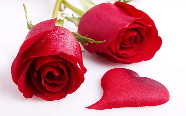 Adorable Roses, roses, adorable, HD wallpaper