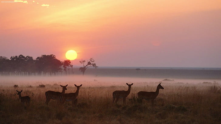 Impala Herd Masai Mara National Reserve Kenya, deer lot during sunset, impala, dawn, animals, HD wallpaper