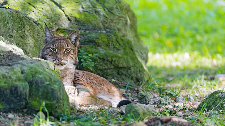 lynx pictures, HD wallpaper