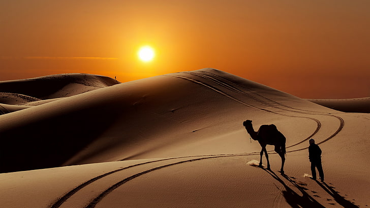 desert, erg, sand, landscape, sahara, camel, sky, sunset, dune, heat, HD wallpaper