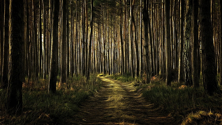 forest path, darkness, dark forest, dirt road, pathway, path, woodland, woods, HD wallpaper