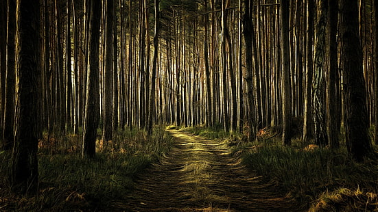 jalan hutan, kegelapan, hutan gelap, jalan tanah, jalan setapak, jalan setapak, hutan, kayu, Wallpaper HD HD wallpaper