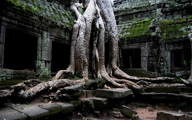 Angkor Wat, Ta Prohm (cambodia), temple, plants, Cambodia, trees, roots, stone, ruin, old, HD wallpaper