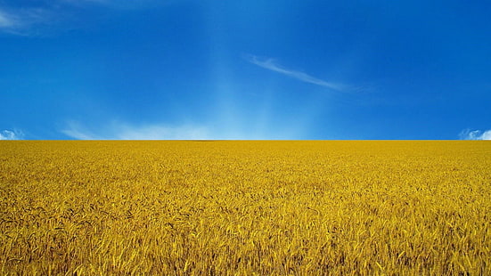 blue sky, sky, wheat, field, ecosystem, yellow, golden, crop, gold, plain, cloud, agriculture, ecoregion, grass, daytime, wheatfield, HD wallpaper HD wallpaper