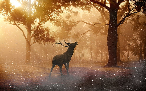 Fallow deer Autumn 4K, Autumn, Deer, Fallow, HD wallpaper HD wallpaper