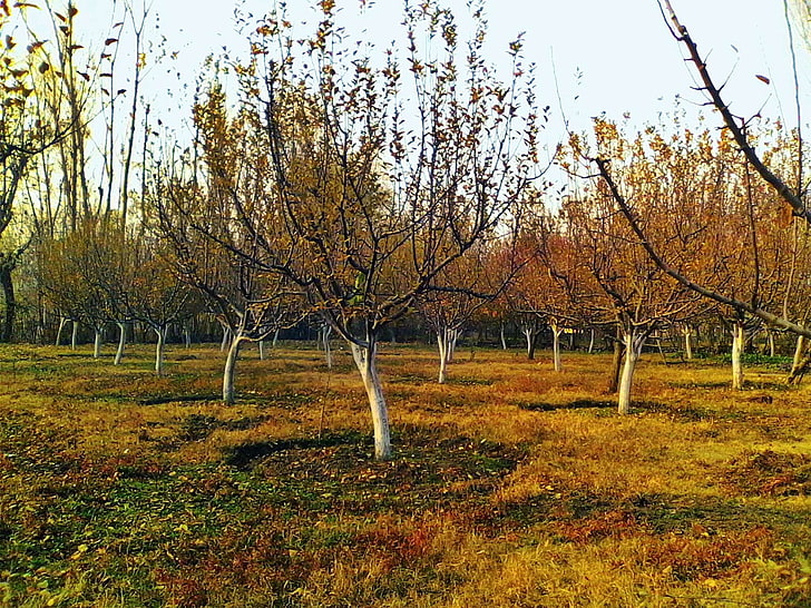 apple, apple orchard, apple trees, autumn, kashmir, HD wallpaper