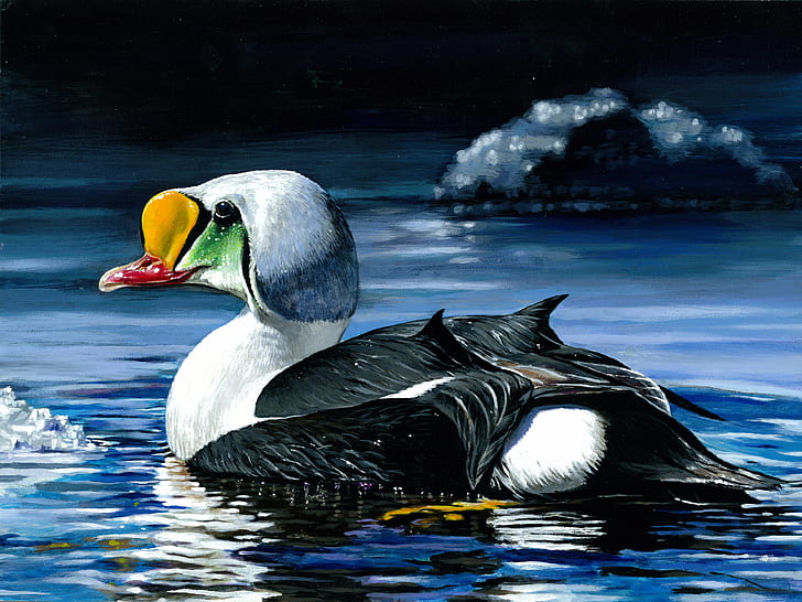black and white duck on body of water, Photo, the Week, Junior Duck Stamp, Winner, NJ, black and white, white duck, body of water, water  King, King eider, contest, acrylic painting, Federal, national, art contest, waterfowl, eider  duck, bird, nature, animal, water, lake, wildlife, swimming Animal, pond, HD wallpaper