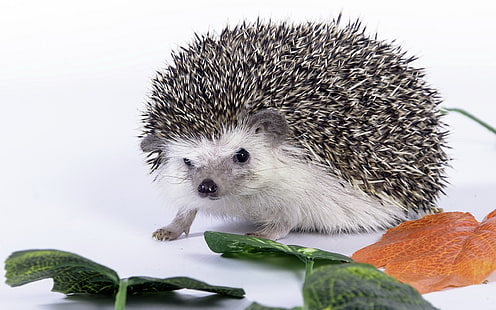 black and white hedgehog, hedgehog, leaves, thorns, HD wallpaper HD wallpaper