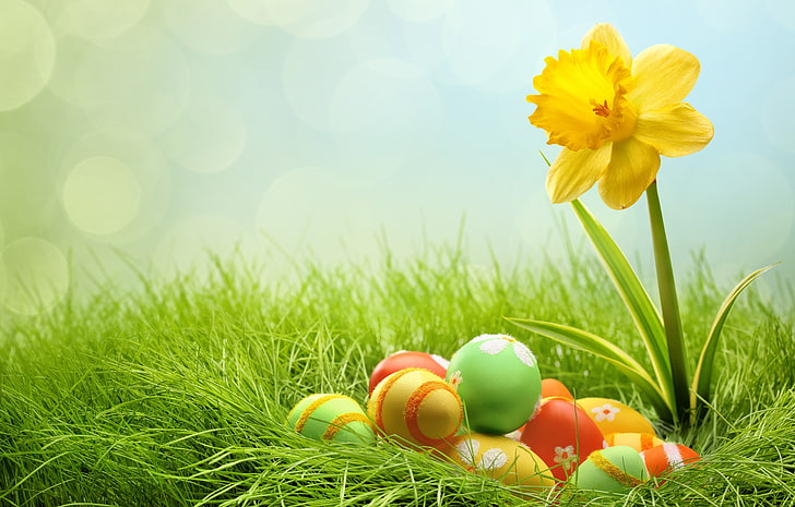 flor de narciso amarillo y lote de decoración de huevos de Pascua de colores variados, hierba, huevos, Pascua, bokeh, narciso, Fondo de pantalla HD