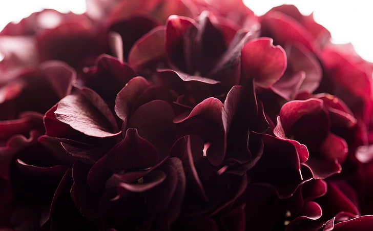 Mörkröd blommamakro, aero, makro, blomma, färg, kronblad, vinröd, rödblomma, HD tapet