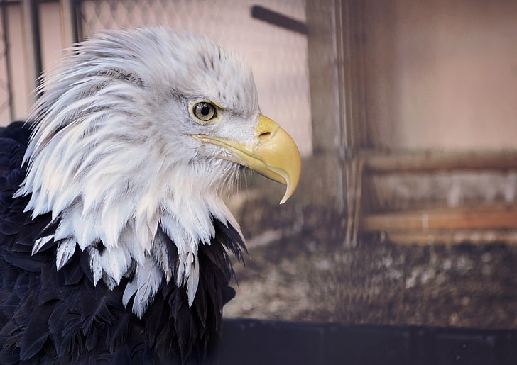 white and black bald eagle, bald eagle, eagle, bird, predator, beak, HD wallpaper