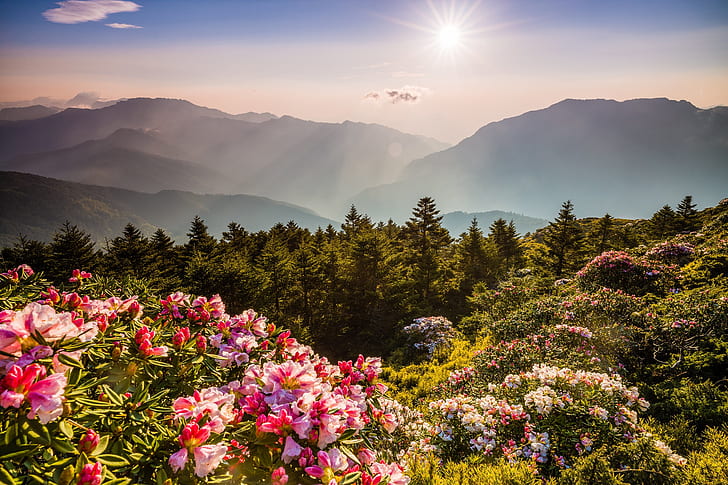 forest, the sky, the sun, rays, light, flowers, mountains, nature, fog, thickets, hills, the slopes, tops, beauty, spring, dal, morning, ate, Asia, red, haze, pink, flowering, the bushes, colorful, Azalea, rhododendrons, HD wallpaper