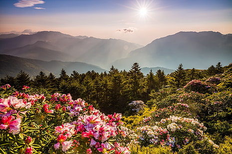  forest, the sky, the sun, rays, light, flowers, mountains, nature, fog, thickets, hills, the slopes, tops, beauty, spring, dal, morning, ate, Asia, red, haze, pink, flowering, the bushes, colorful, Azalea, rhododendrons, HD wallpaper HD wallpaper