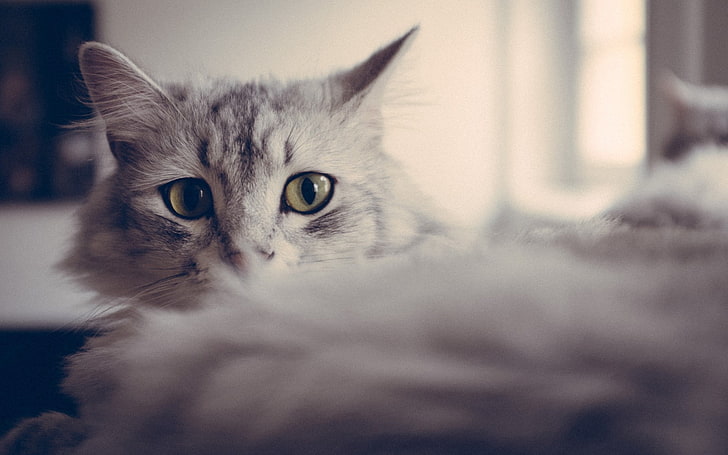 gray and white cat, cat, fluffy, face, eyes, HD wallpaper