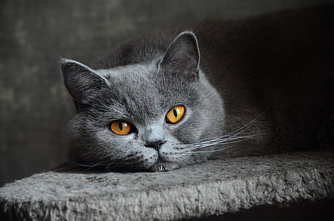 gato gris del Himalaya, gato, ojos, mirada, gris, azul, británico, pelo corto, Fondo de pantalla HD HD wallpaper