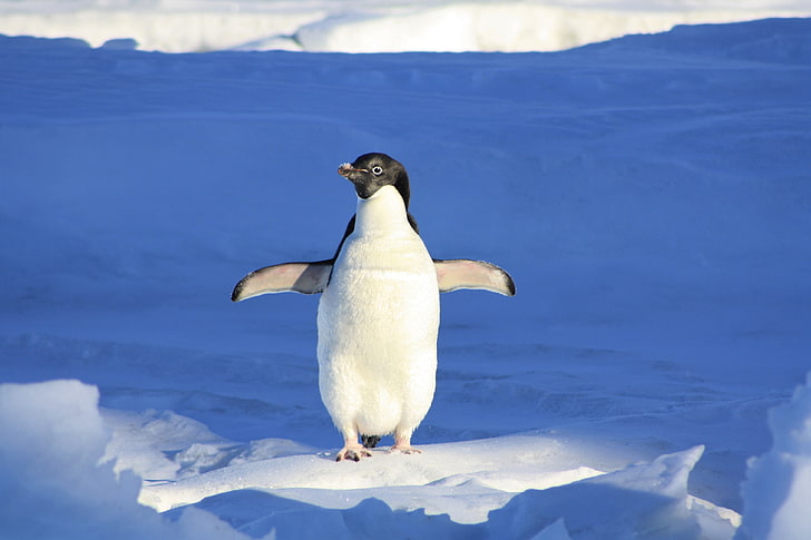 Адели, животное, детка, мило, пингвин, снег, HD обои