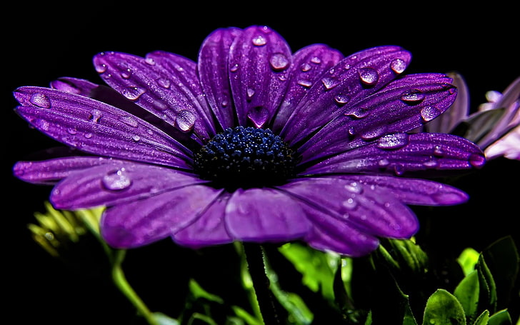 naturaleza, flores, púrpura, flores de color púrpura, macro, primer plano, gotas de agua, Fondo de pantalla HD
