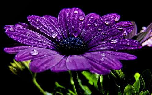 naturaleza, flores, púrpura, flores de color púrpura, macro, primer plano, gotas de agua, Fondo de pantalla HD HD wallpaper