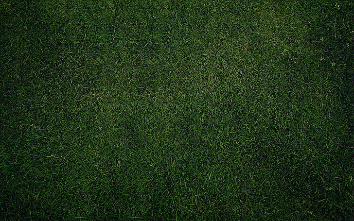 green grass, greens, grass, lawn, Wallpaper, texture, Green, HD wallpaper