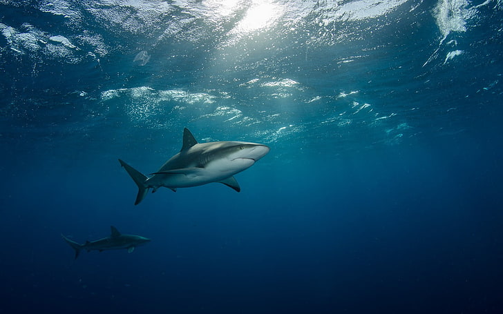 две акулы, животные, акула, под водой, HD обои