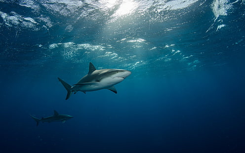 اثنين من أسماك القرش والحيوانات وأسماك القرش تحت الماء، خلفية HD HD wallpaper