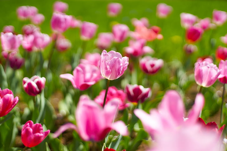 селективный фокус кровати розового цветка с лепестками, розовый, селективный фокус, кровать, цветок, нет, контакс, планарный, T * 1.4, тюльпан, природа, растение, весна, розовый цвет, фиолетовый, красота в природе, головка цветка,лето, клумба, зеленый цвет, HD обои