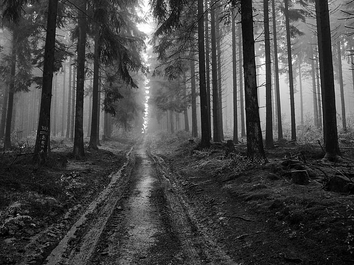 숲, 흑백, 나무, HD 배경 화면