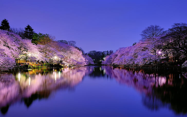 Japan, Osaka, stadspark på natten, sjö, ljus, körsbärsträd blommande, rosa körsbärsblom, Japan, Osaka, stad, park, natt, sjö, ljus, körsbär, träd, blommande, HD tapet