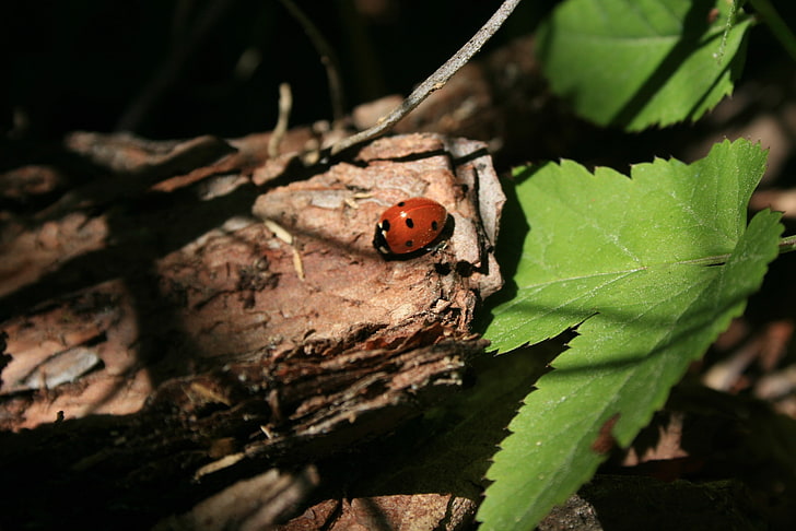 ladybugs, insect, leaves, nature, HD wallpaper