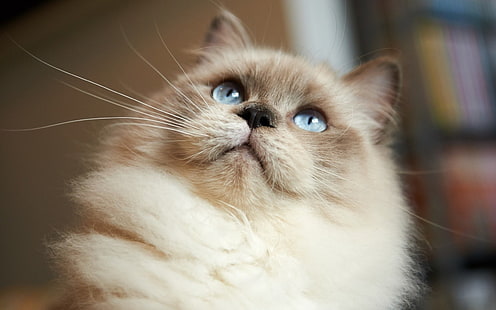 бело-коричневый полосатый кот, животные, кот, HD обои HD wallpaper