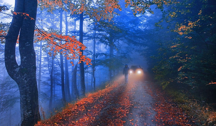 оранжевые и зеленые лиственные деревья, пейзаж, фотография, природа, лес, дорога, прогулка, осень, листья, утро, туман, холмы, огни, HD обои