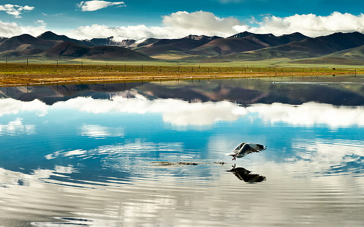 black and white fowl, clouds, flight, mountains, lake, reflection, bird, China, Tibet, HD wallpaper