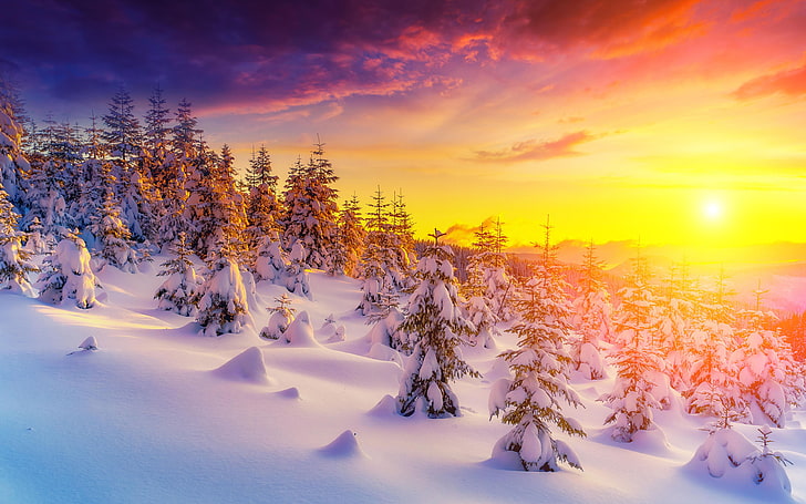 Solnedgång I Vinterlandskap Snöträd Snödroppar Bildbakgrund Hd För Skrivbord 3840 × 2400, HD tapet