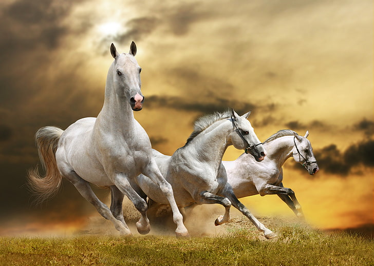 three horse graphic, grass, clouds, horse, running, HD wallpaper