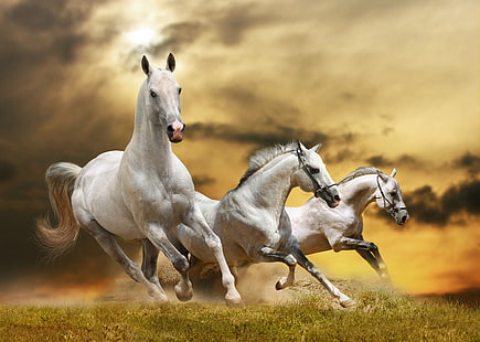 tre cavalli grafica, erba, nuvole, cavallo, in esecuzione, Sfondo HD HD wallpaper