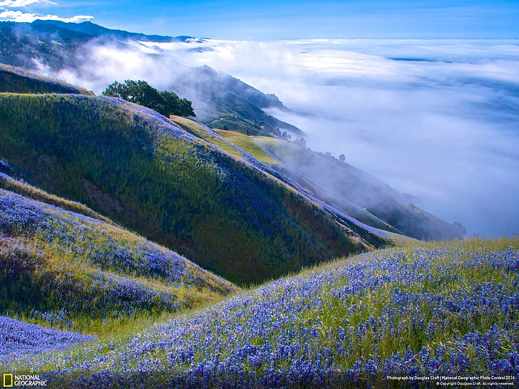 Di Atas Besar Sur-National Geographic Wallpaper, tempat tidur lavender, Wallpaper HD